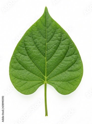 Single Fresh Sweet Potato Leaf (Ipomoea batatas) Isolated in White Background