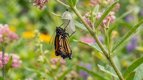 monarch butterfly emerging from its chrysalis while hanging from a plant stem in a summer garden