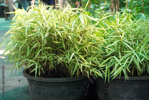 Cat Bamboo featuring vibrant green foliage grown in a planter; it is a plant that many cats love to nibble on.