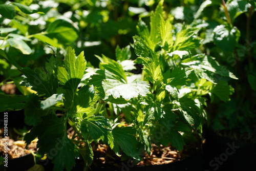 White mugwort Grown in pots and exposed to sunlight, is a medicinal herb that helps treat itchy rashes.