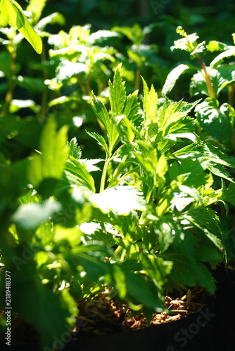 White mugwort Grown in pots and exposed to sunlight, is a medicinal herb that helps treat itchy rashes.