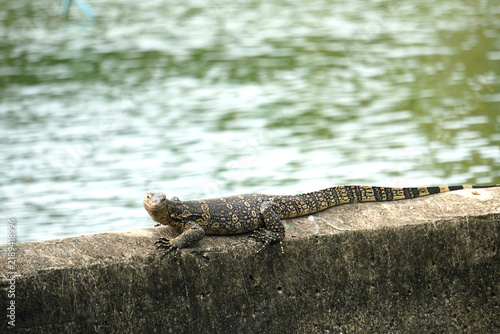 A monitor lizard is crawling along the pond embankment.