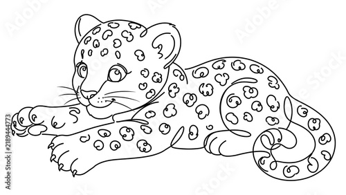Cute leopard lying down white background.