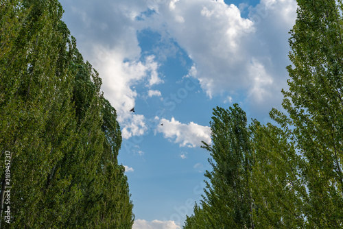 Tall green trees frame a bright blue sky with fluffy white clouds and birds in flight