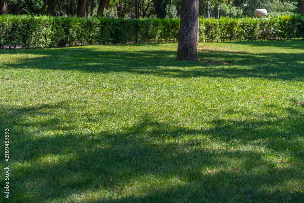 Obraz premium Lush green park lawn with dappled sunlight filtering through trees