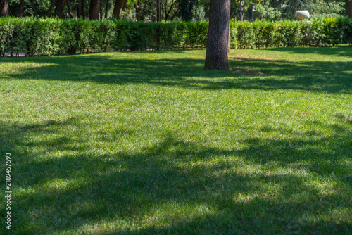 Lush green park lawn with dappled sunlight filtering through trees