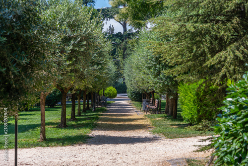Sunny park pathway lined with manicured trees and green hedges on a bright day