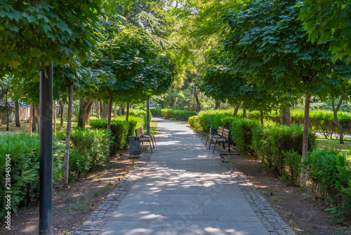 Sunny park pathway lined with manicured trees and green hedges on a bright day