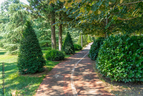 A scenic park path lined with lush green trees and dappled sunlight