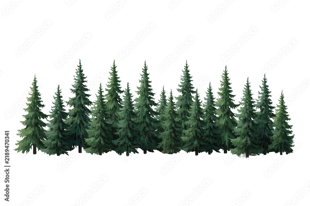 Obraz premium Dense row of evergreen conifer trees
