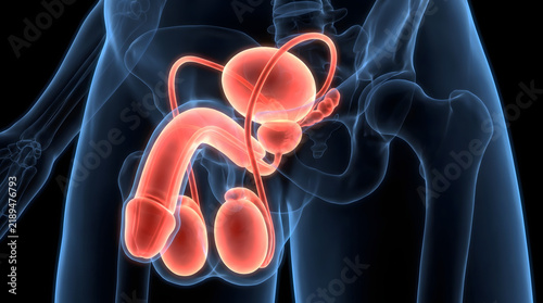 A detailed 3D medical illustration showcasing the human male reproductive system, highlighting the anatomy of the penis, testicles, and prostate gland, designed for urology research, clinical educa...