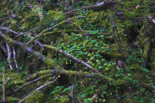 Nature's Green Carpet in Woods