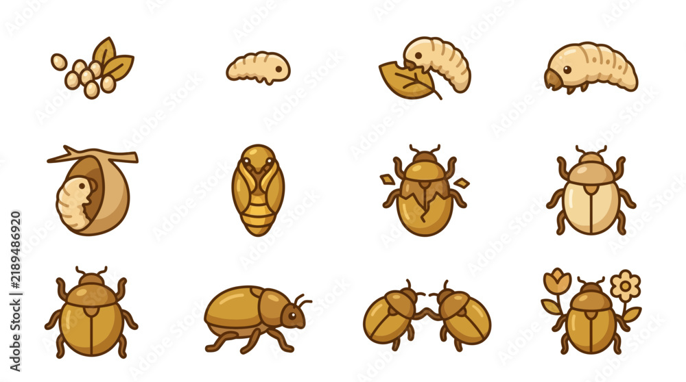 Fototapeta premium Beetle life cycle stages flat icon set.
