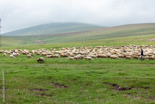 Large flock of sheep grazing peacefully on a vast green hillside pasture