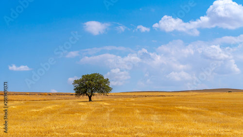 Golden wheat field under a vast blue sky with scattered clouds and a lone tree