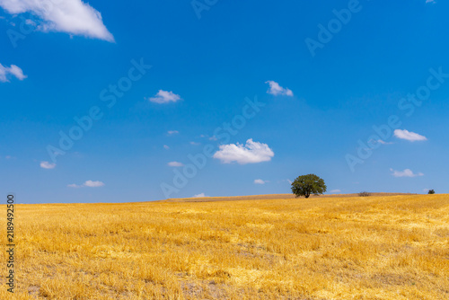 Golden wheat field under a vast blue sky with scattered clouds and a lone tree