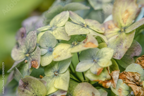 Hortensia flowers starting the decaying process