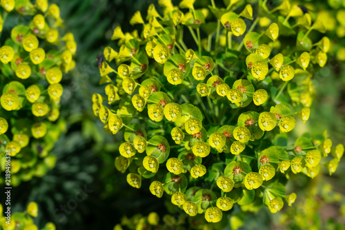 Vibrant yellow-green cypress spurge flowers blooming in spring. Macro view of Euphorbia cyparissias plant texture illustrating natural patterns, biodiversity, and sustainable garden flora.
