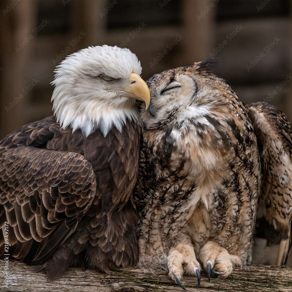 Obraz premium Bald eagle and a great horned owl resting together side by side in a natural environment