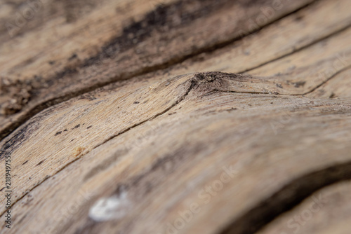 Cuts, holes, knots and texture of a dried tree trunk