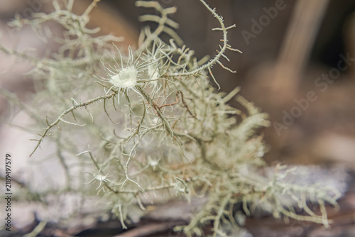 Fruticose lichen with a fruiting cup growing on top of it