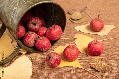 Obraz na plátně Autumn red hawthorn and fallen leaves