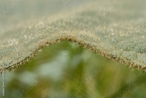 Minuscule hairs at the edge of a solanum Quitense leaf