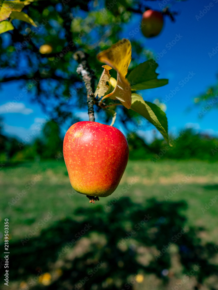 Obraz premium Reife Äpfel am Apfelbaum