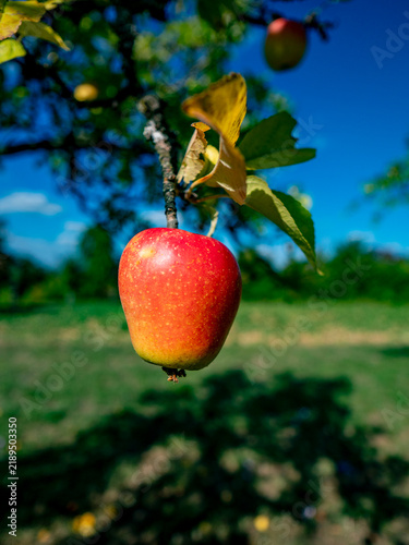 Reife Äpfel am Apfelbaum