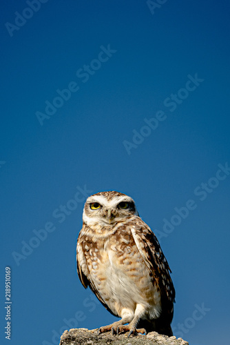 Fotografie owl - coruja