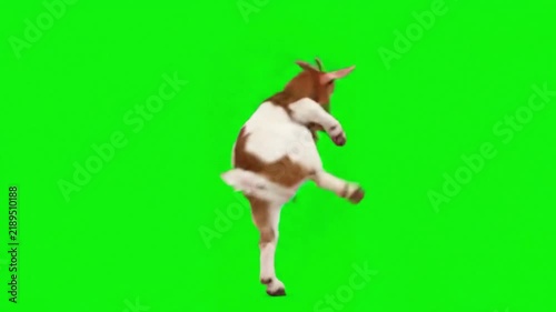 Funny Dancing Goat on Green Screen – Cute Goat Performing Energetic Dance