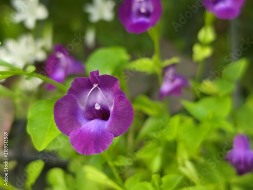 Obraz na płótnie Beautiful small bell shaped purple wishbone flowers growing among bright green l