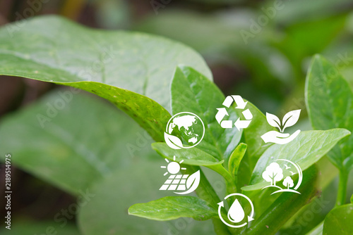 Green leaves close up in a natural forest, concept of harmony between mankind and nature, environmental care, clean energy and a greener world for the next generation.