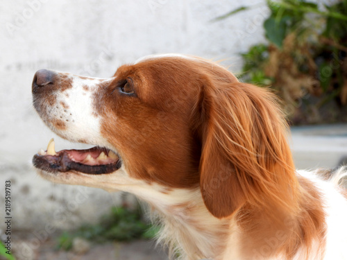 Tapety artystyczne Spaniel breton