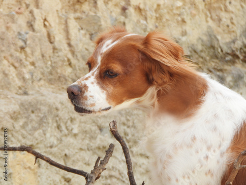 Plakat Spaniel breton