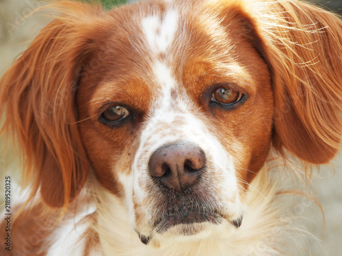 Plakat Spaniel breton