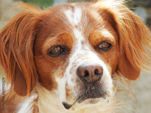 Plakat Spaniel breton