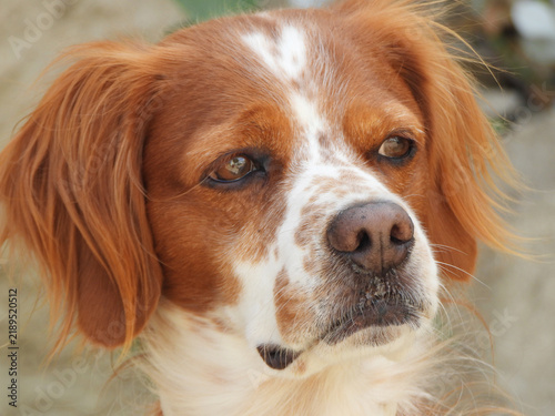 Plakat Spaniel breton