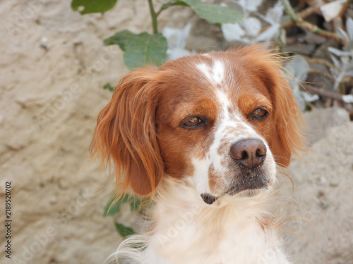 Plakat Spaniel breton