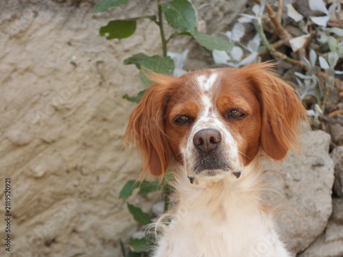 Plakat Spaniel breton