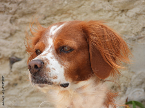 Obraz na płótnie Spaniel breton