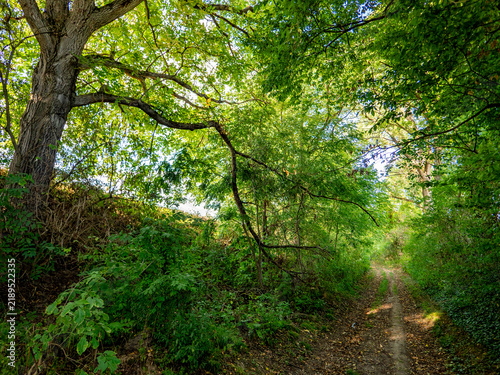 Licht und Sonnenstrahlen in einem Hohlweg
