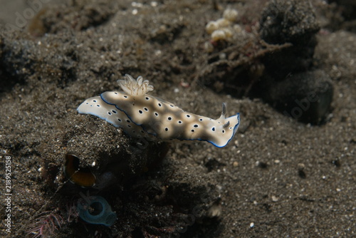 Bild auf Leinwand Spotted nudibranch (Hypselodoris tryoni) crawling on sandy seabed in Amed, Bali