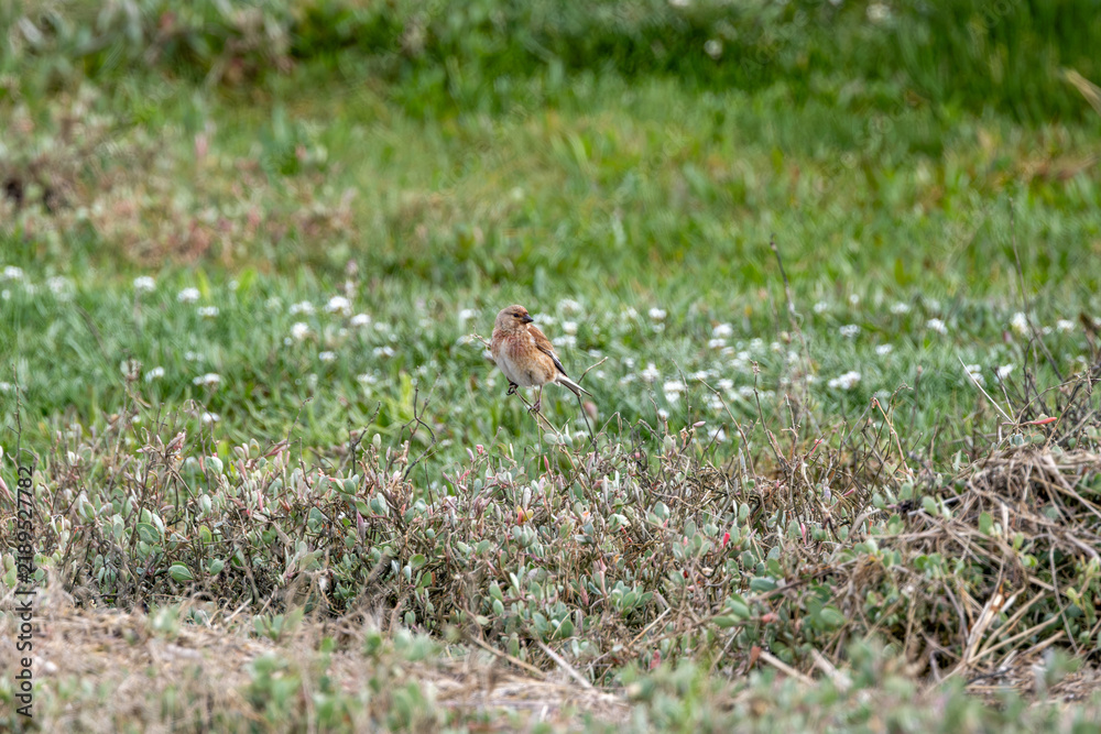Fototapeta premium Linnet perched on low coastal vegetation