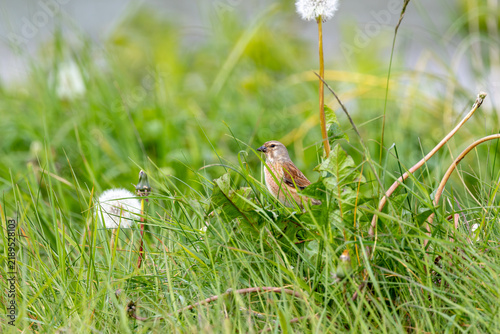 Bild auf Leinwand Linnet among grass and dandelions