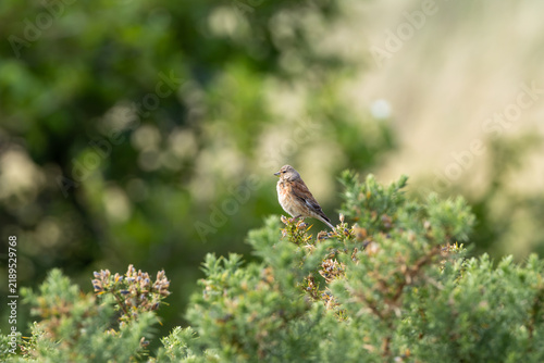 Foto Male linnet perched on gorse