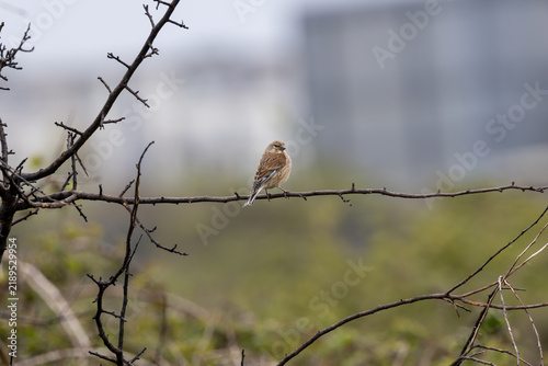 Foto Linnet perched on a bare branch