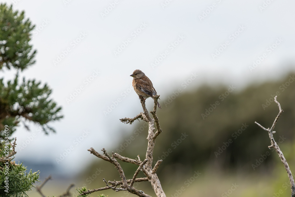 Obraz premium Linnet perched on a dead twig
