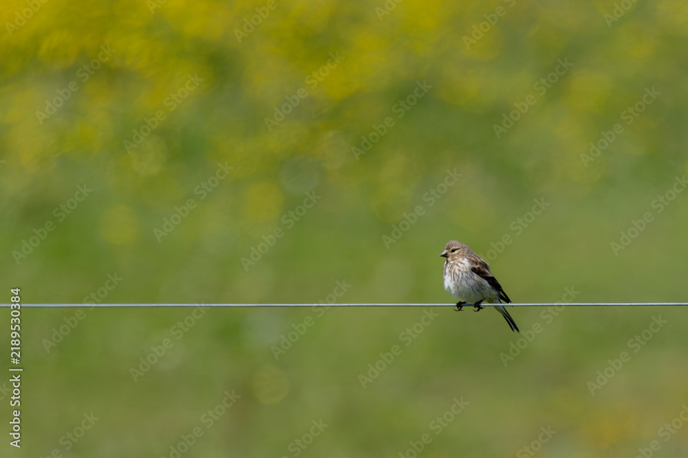Obraz premium Linnet on a wire against a flowering field