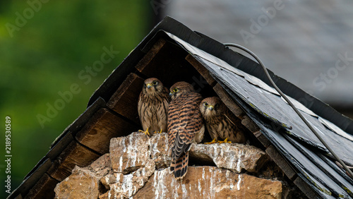 Bild auf Leinwand Several young kestrels (Falco tinnunculus) resting together beneath the roof of an old brick building